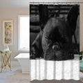 Black French bulldog asleep with its muzzle resting on its paws
