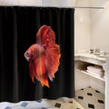 Vivid red betta fish with fins fully spread alone on deep black