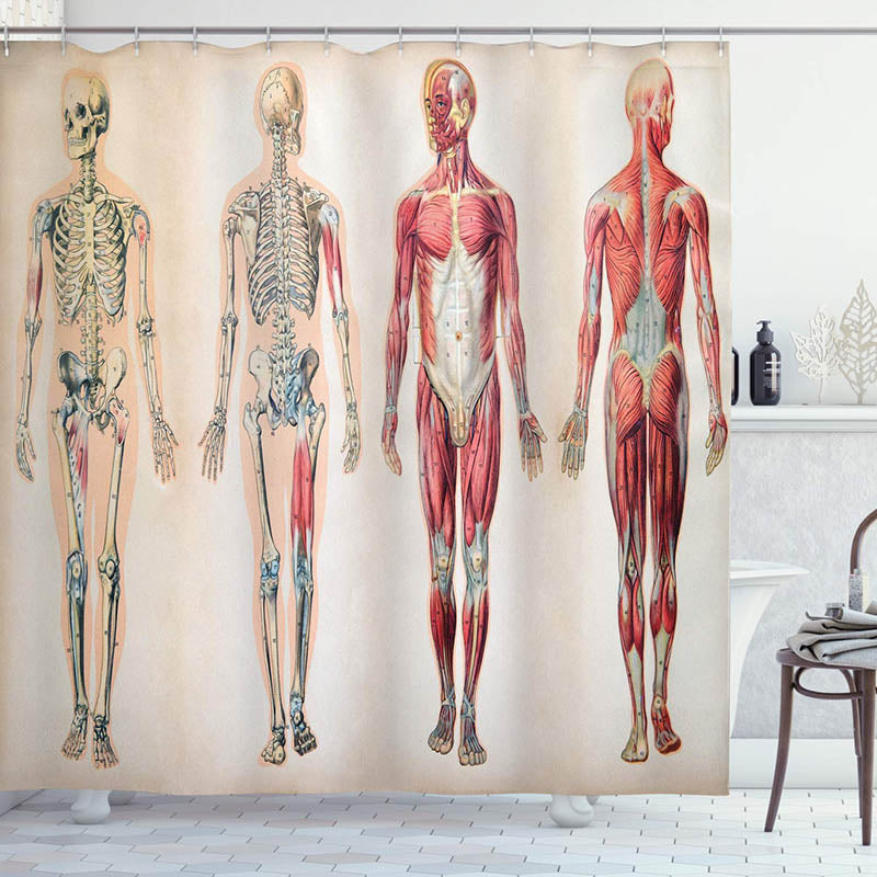 Four old anatomical plates printed on yellowed paper in lithograph style